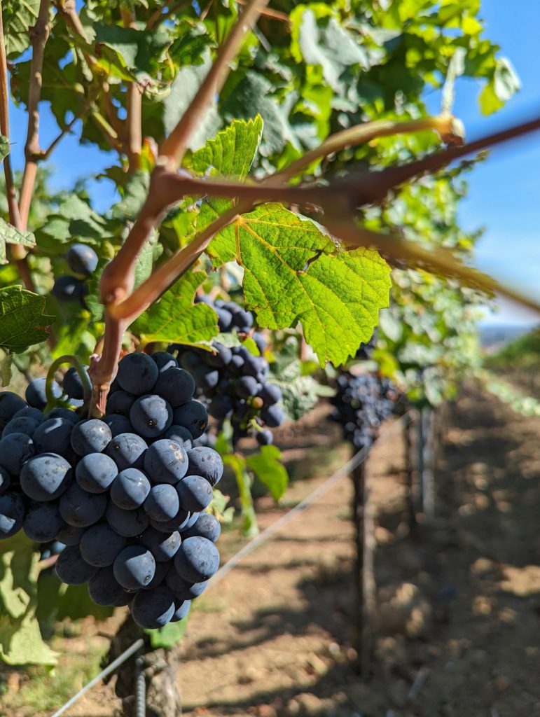Toepassing in de fruitteelt